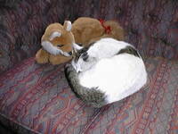 Bree (hotel cat) and Foxy